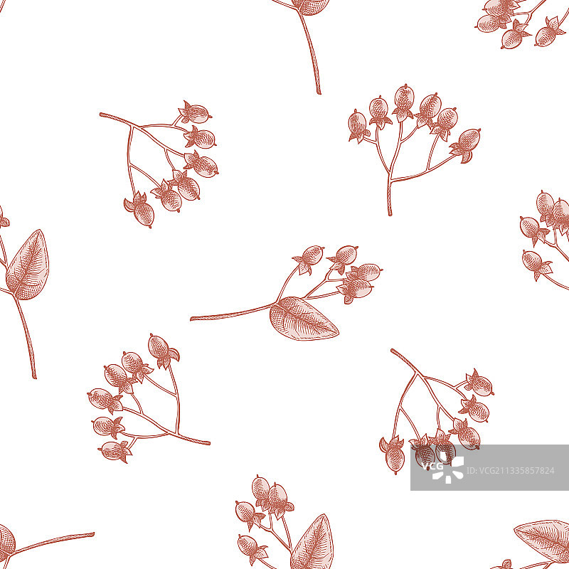 手绘粉彩金丝桃无缝图案图片素材