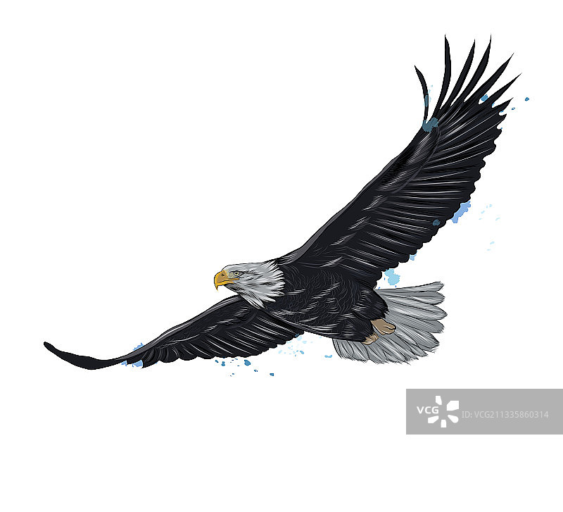 水彩飞翔的秃鹰图片素材