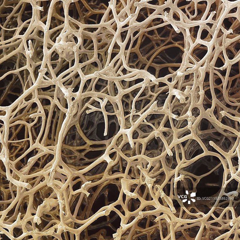 天然海绵扫描电镜图图片素材