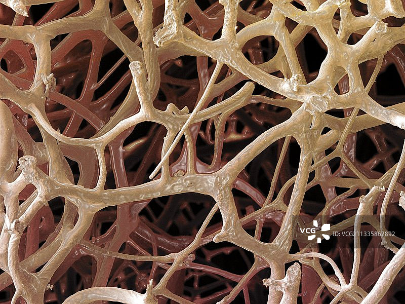 天然海绵扫描电镜图图片素材