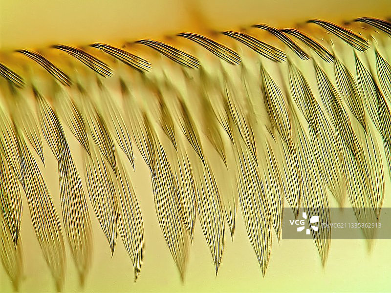 蚊子翅膀显微照片图片素材