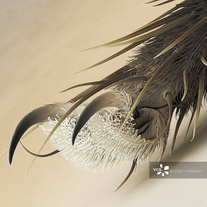 家蝇的脚，扫描电镜图片素材