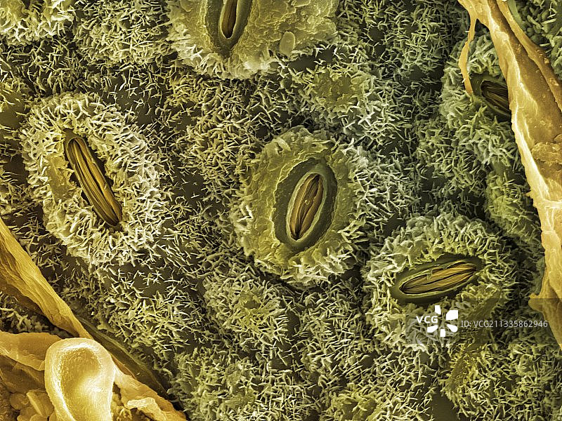 英国橡树叶毛孔扫描电镜照片图片素材