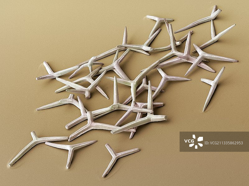 海绵骨针扫描电镜图图片素材