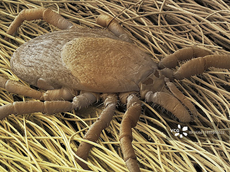 普通绵羊蜱（扫描电镜图像）图片素材