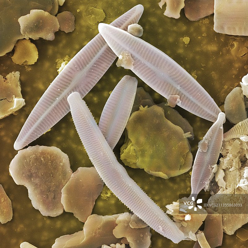 硅藻扫描电镜图图片素材