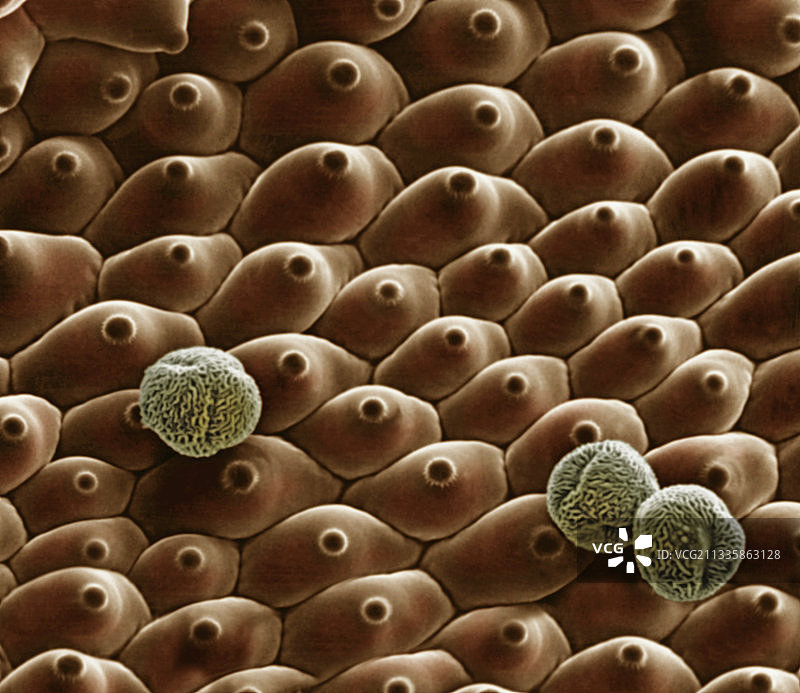 带花粉的天竺葵花瓣图片素材