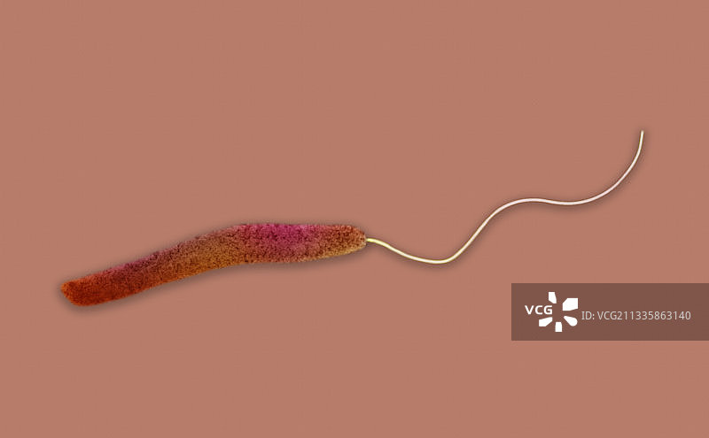 霍乱弧菌细菌电镜图图片素材