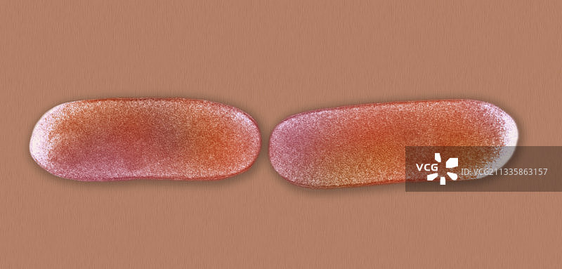 单核细胞增生李斯特氏菌细菌电镜图图片素材