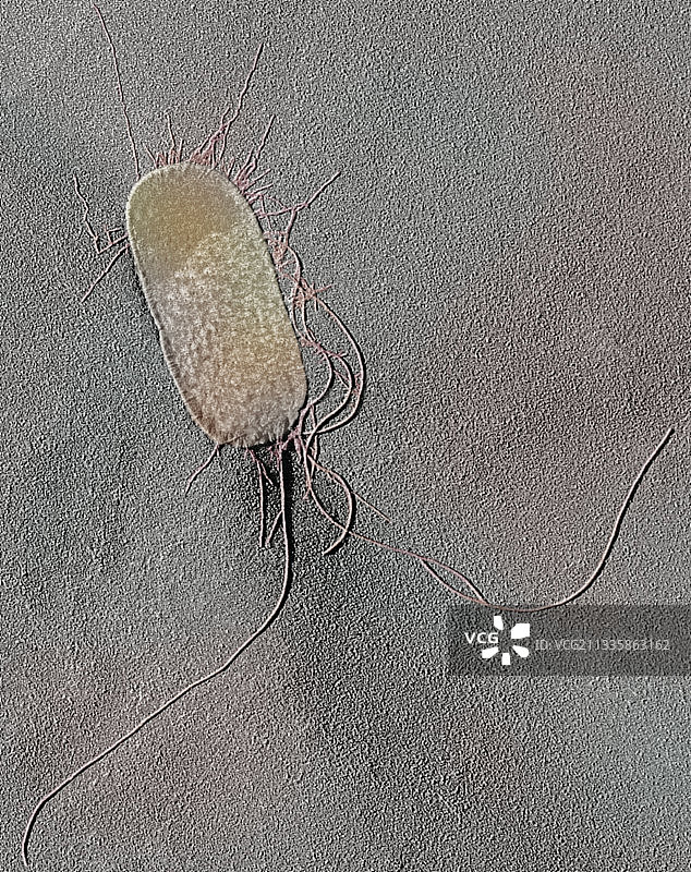 奇异变形杆菌图片素材