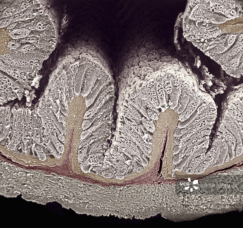 哺乳动物结肠横截面扫描电镜图图片素材