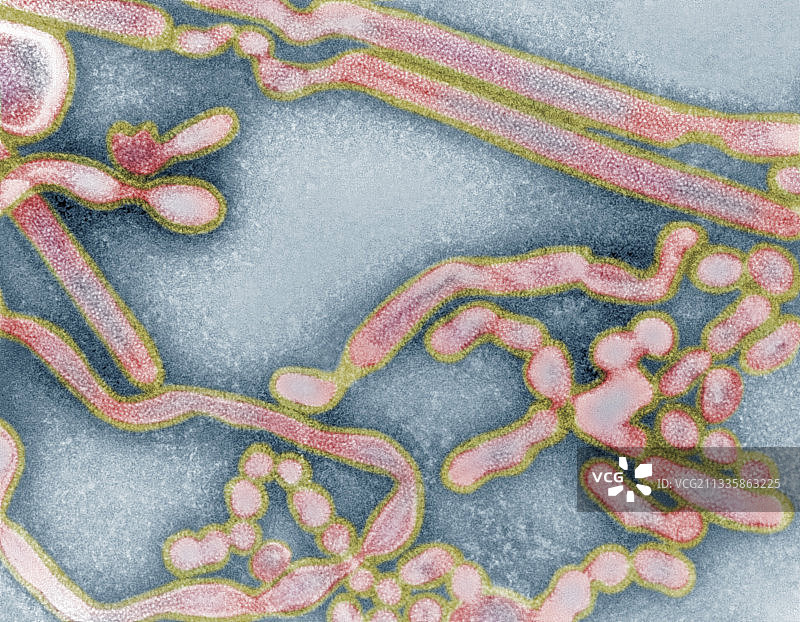 甲型流感病毒，透射电子显微镜图片素材