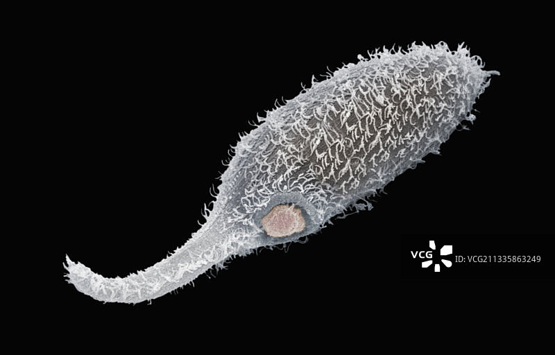 双尾草履虫吞噬四膜虫图片素材