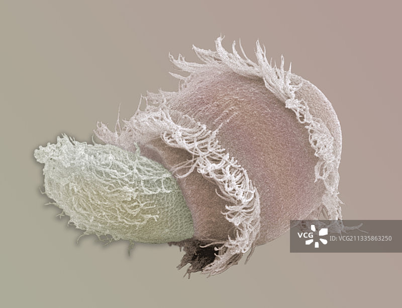 双小核虫是一种捕食性原生动物图片素材