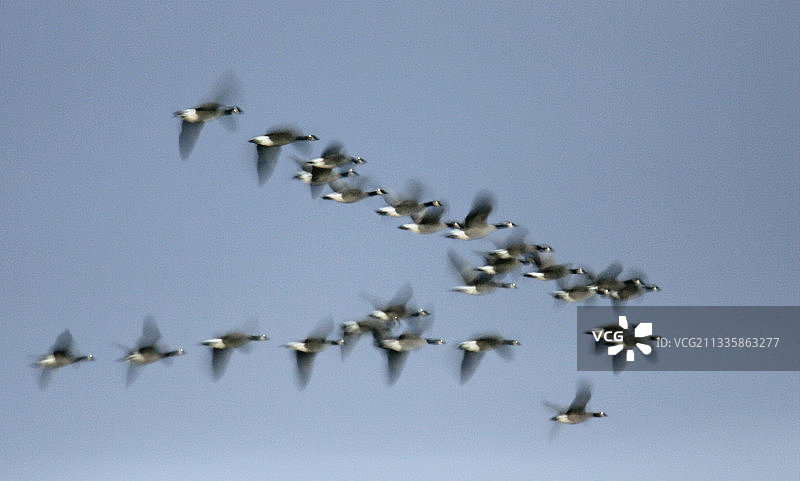 呈V字队形飞行的加拿大雁图片素材