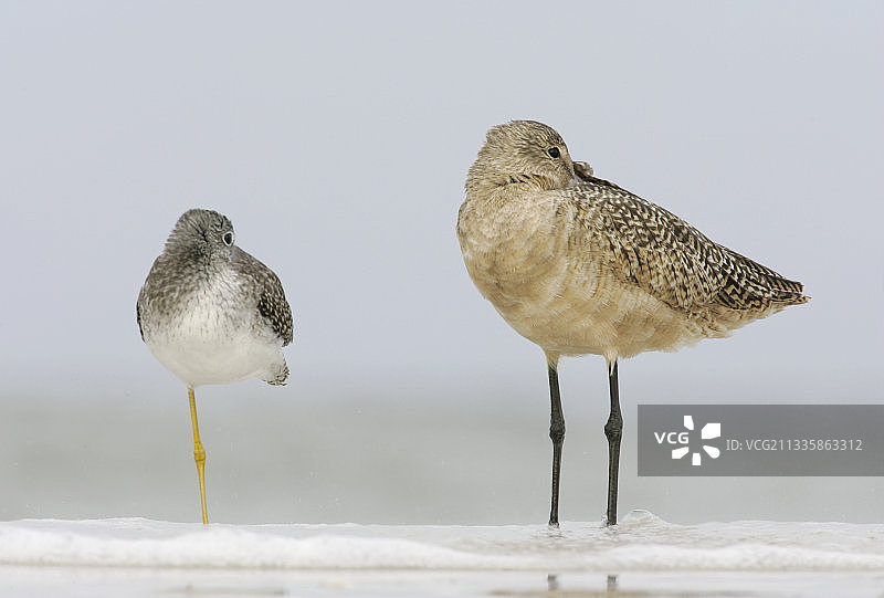 大黄腿鹬和斑尾塍鹬图片素材