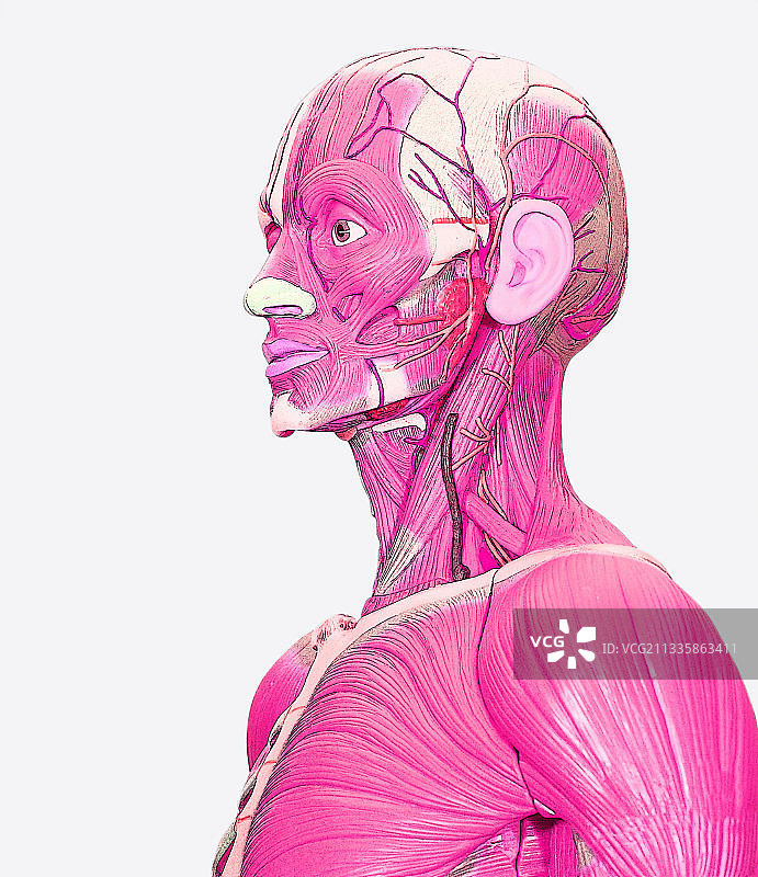 人的头部、颈部和躯干模型图片素材