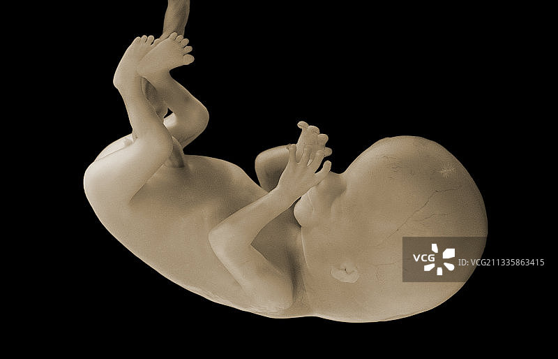 妊娠12周人类胎儿图片素材