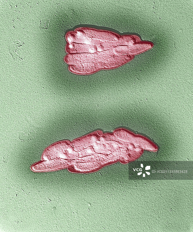 痢疾志贺菌图片素材