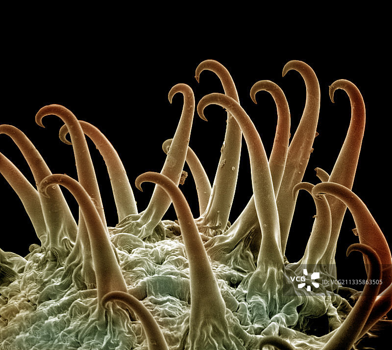 苍耳种子图片素材