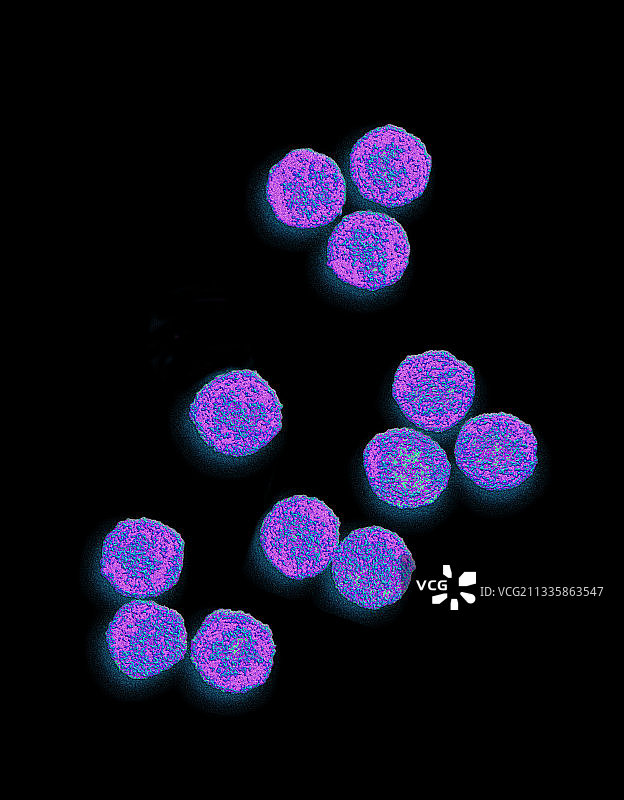 裂谷热病毒图片素材
