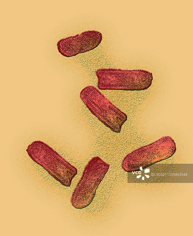 水疱性口炎病毒TEM图片素材