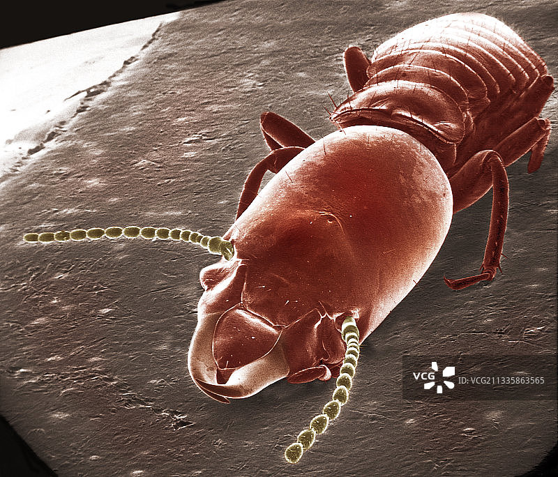 白蚁兵蚁、触角与颚图片素材