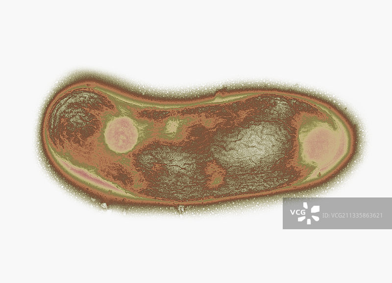 白喉棒状杆菌图片素材