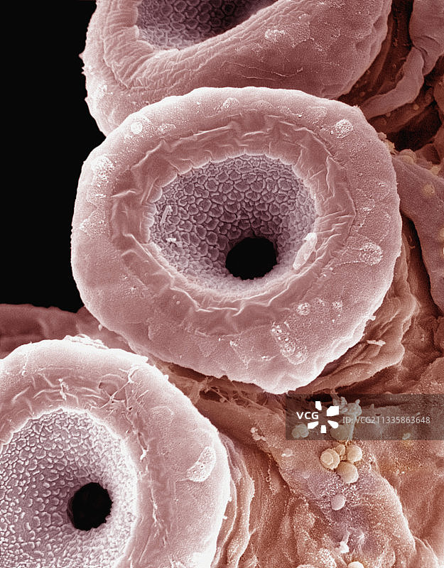 红色章鱼的吸盘图片素材