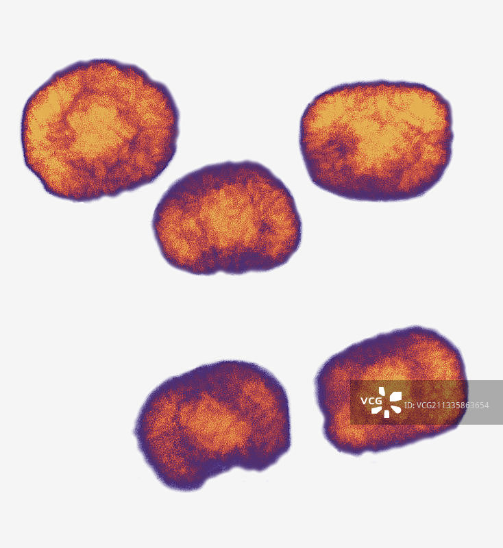 牛痘病毒或痘病毒TEM X160,000图片素材