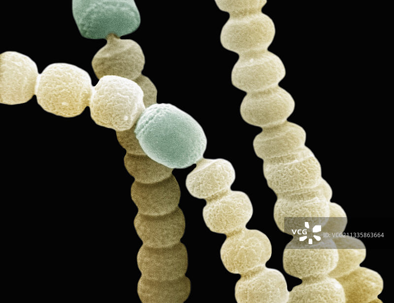 鱼腥藻蓝细菌丝图片素材