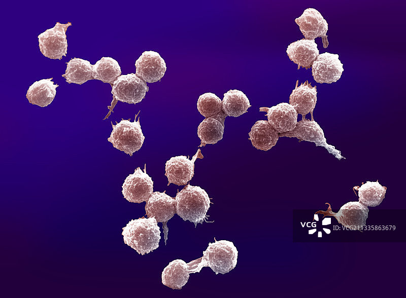 脐带血培养的肥大细胞图片素材