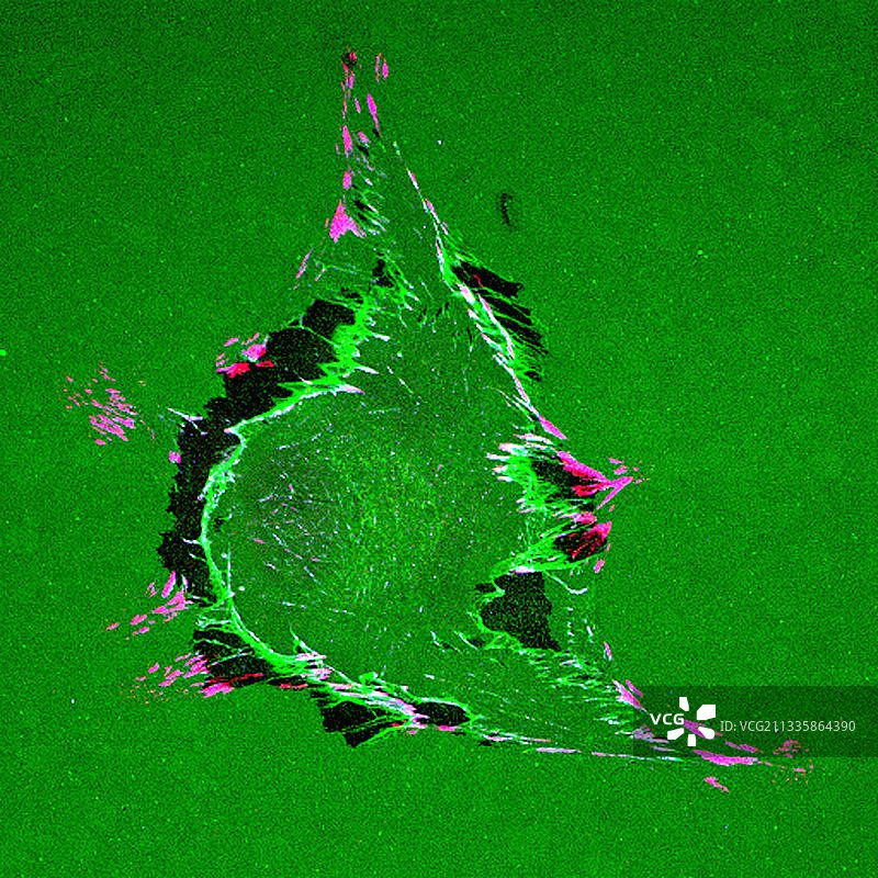 皮肤成纤维细胞的免疫荧光图片素材
