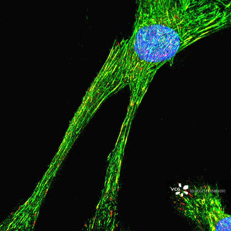 初代人皮肤成纤维细胞培养图片素材