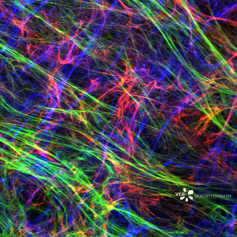 细胞外基质图片素材