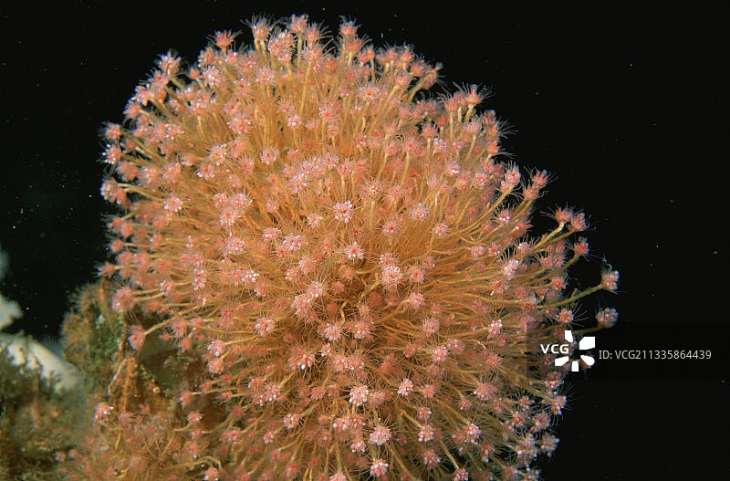 水螅纲筒螅图片素材