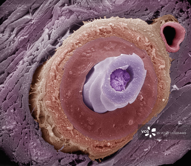 哺乳动物毛囊横截面图片素材