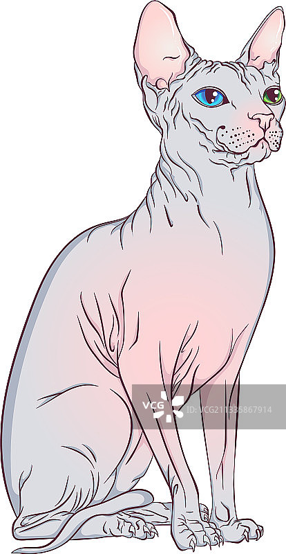 坐着的斯芬克斯猫图片素材