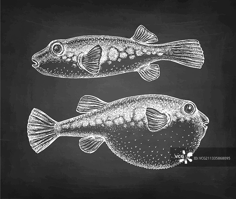 粉笔素描河豚鱼图片素材