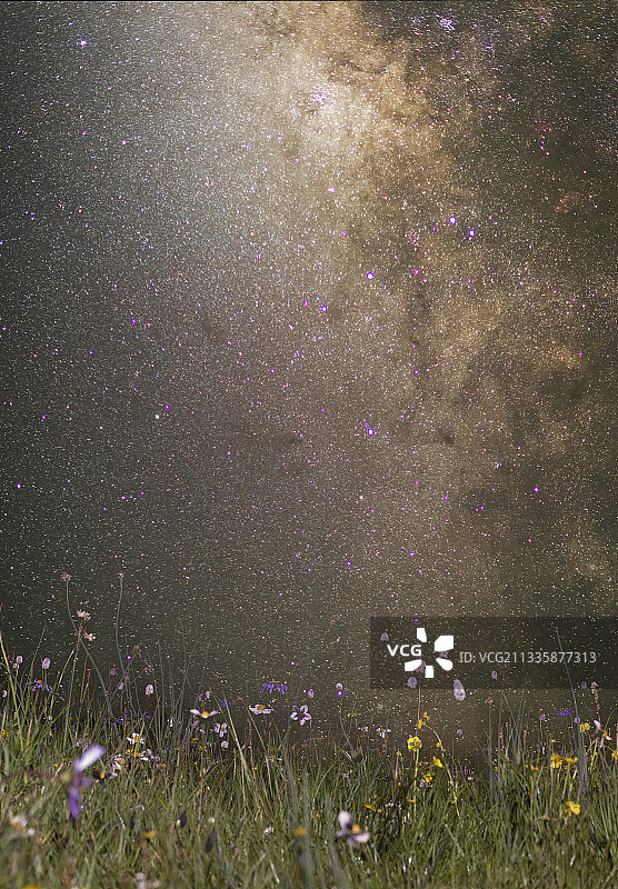星子与野花，阿坝夏天的草原上野花遍地，星空升起来了，安静的陪图片素材