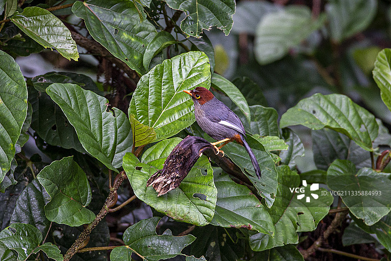 分布于泰国热带、亚热带湿润低地雨林的栗头噪鹛鸟图片素材