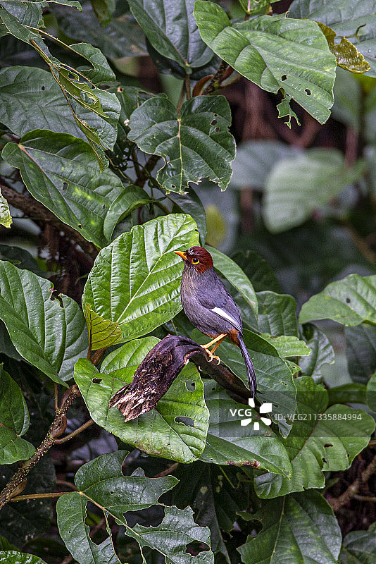 分布于泰国热带、亚热带湿润低地雨林的栗头噪鹛鸟图片素材