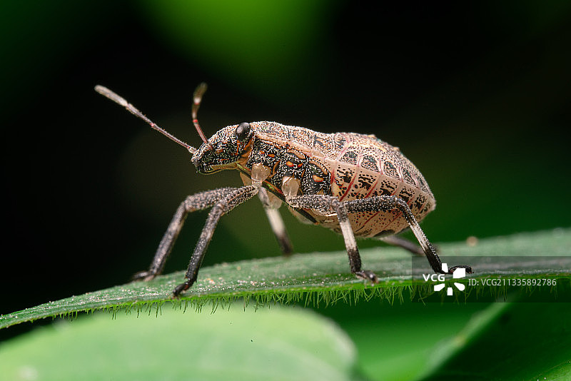 麻皮蝽若虫图片素材