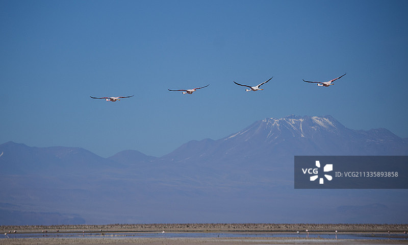 智利安托法加斯塔地区圣佩德罗德阿塔卡马海面飞鸟低角度景观图片素材