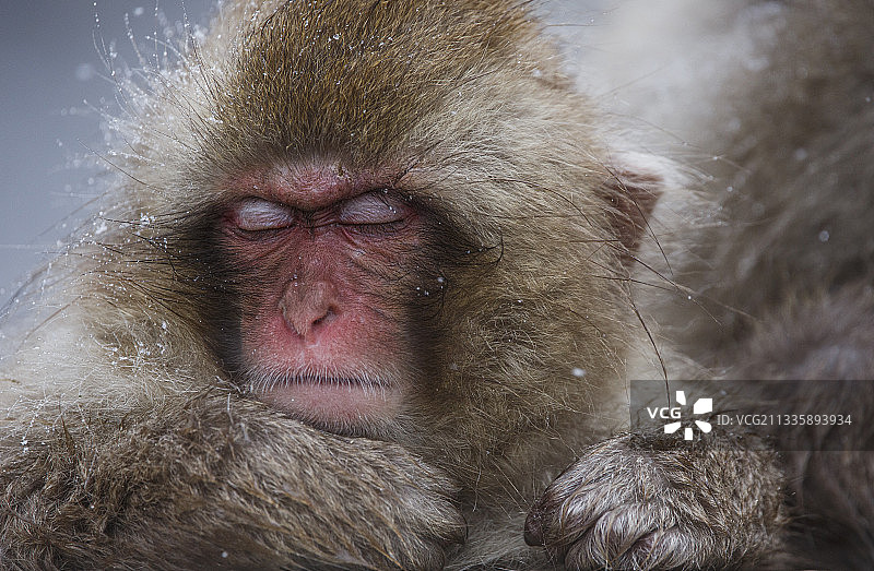 日本长野县猕猴特写图片素材