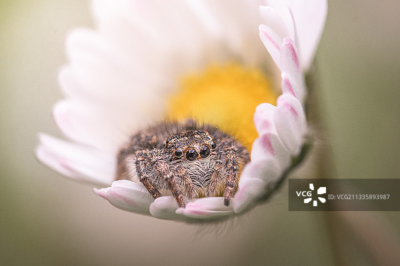 意大利托斯卡纳格雷夫，雏菊花中的跳蛛图片素材