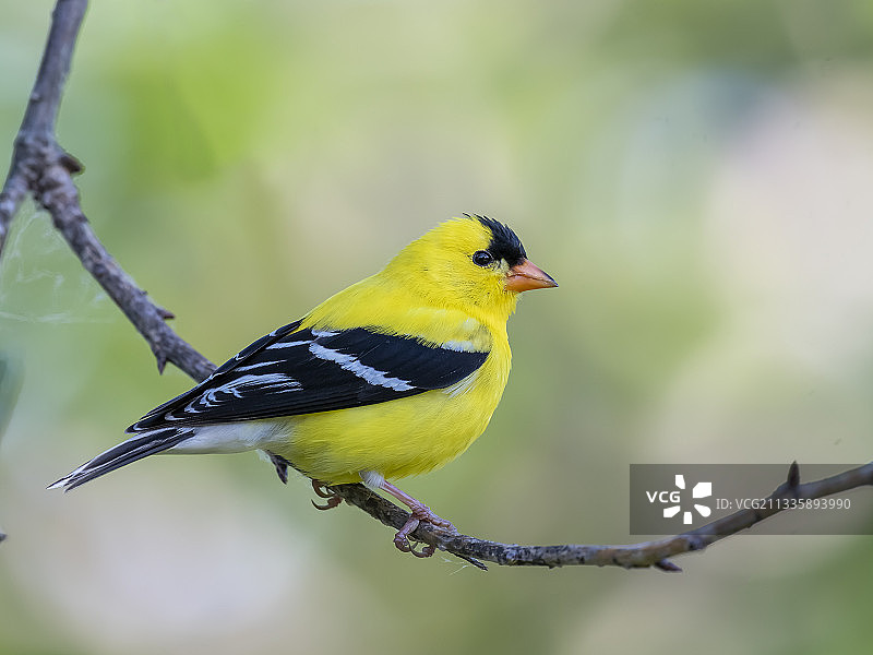 栖息在树枝上的美洲金翅雀特写图片素材