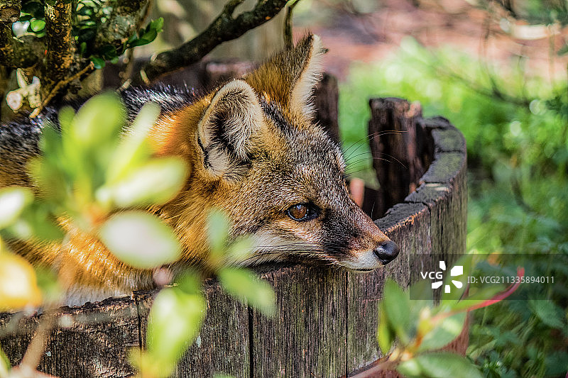 坐在树干上的灰狐特写图片素材