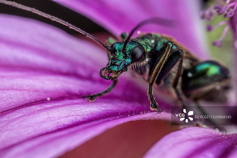 紫色花朵上的昆虫特写，帕特里亚湖，那不勒斯，意大利图片素材