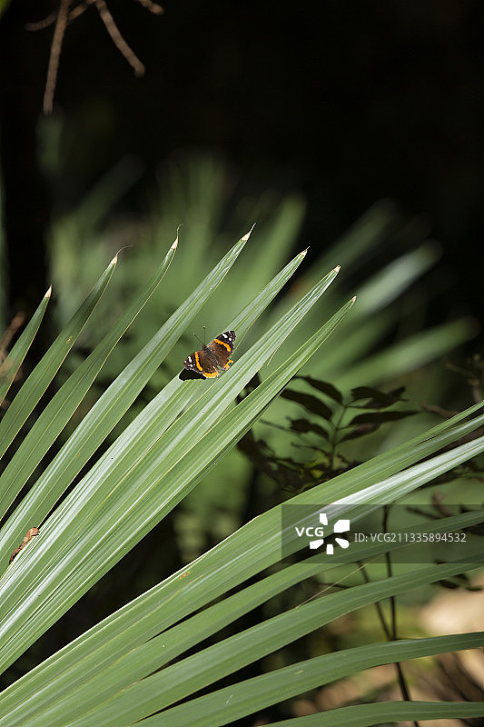 植物上的蝴蝶特写图片素材